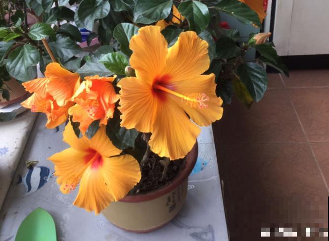 花养得好,别嘚瑟,小心被伸手党给薅走了! 花养得好,别嘚瑟,小心被伸手党给薅走了!