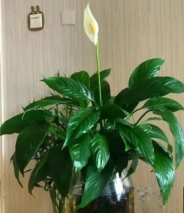 10种花最怕热,夏天养水里,才能活下来! 10种花最怕热,夏天养水里,才能活下来!