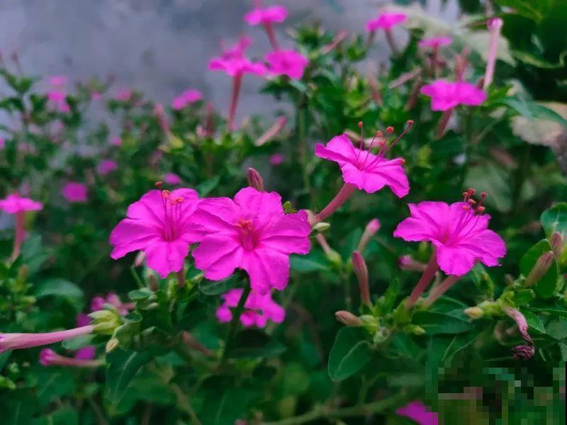 我想回农村,院子里养花、种菜,过清闲日子 我想回农村,院子里养花、种菜,过清闲日子