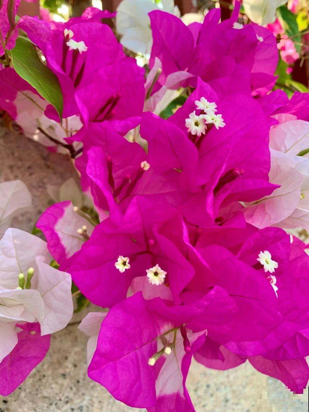 超耐热的三角梅，30℃仍然疯狂开花，爬成一面大花墙！