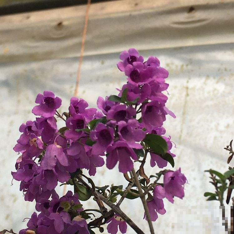 院子里养棵蒜香藤,香味独特,开花好看,谁见都喜欢 院子里养棵蒜香藤,香味独特,开花好看,谁见都喜欢