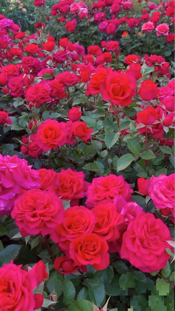 6种残花枝条，抓紧时间剪下来，趁热扦插好成活