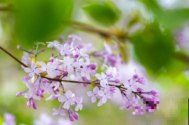 30首与花有关的老歌，满满的回忆，每一首都很经典！