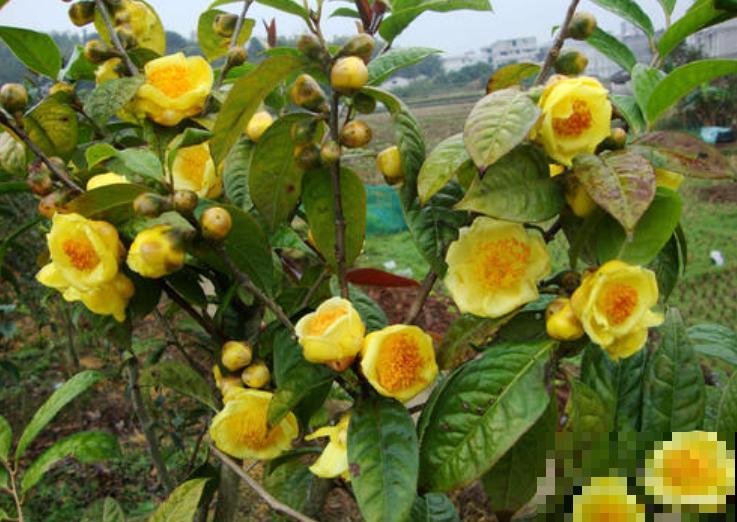 这花是茶族皇后，品种稀少又珍贵，国家一级保护植物！
