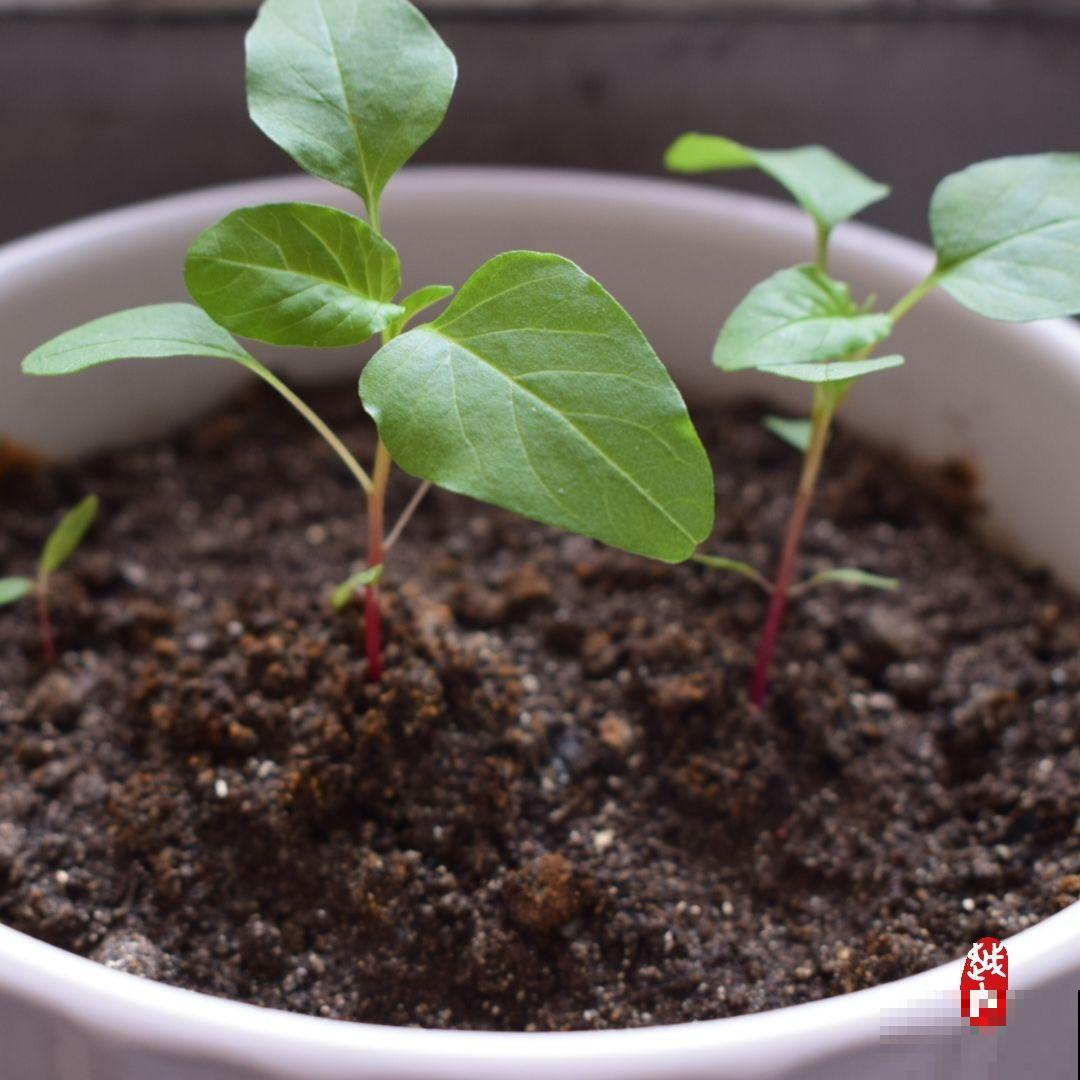 夏季养花，注意的地方真不少，这6点必须得知道