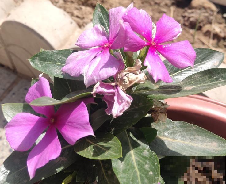 家里的花草总是养不活，这几点要注意，养好不是问题！