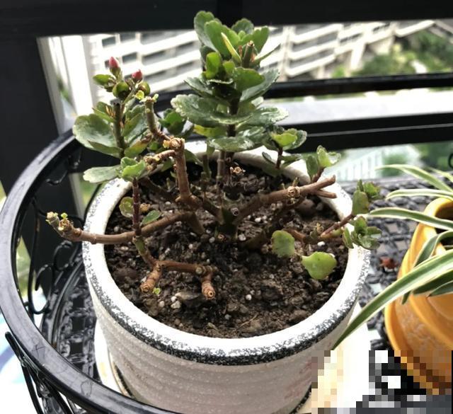 花出现黄叶打蔫，千万别扔，还能救回来！