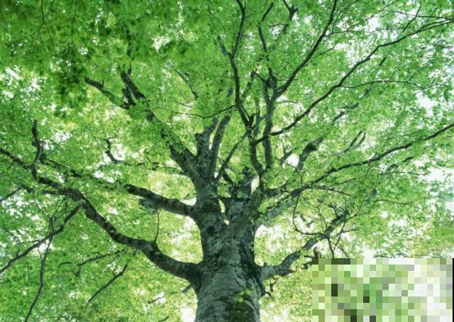 老人常说，这5种树，不能种在院子里，为啥？
