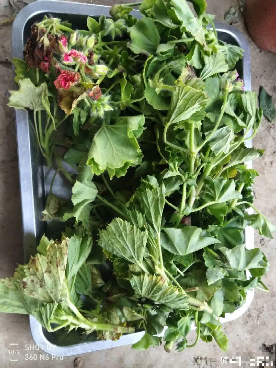 8种花夏天太容易死,现在赶紧扦插,死了也不心疼! 8种花夏天太容易死,现在赶紧扦插,死了也不心疼!