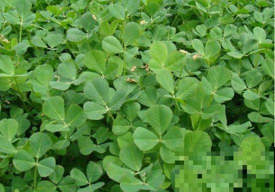 金花菜名字富贵逼人,其实阳台就能种,省了大钱! 金花菜名字富贵逼人,其实阳台就能种,省了大钱!