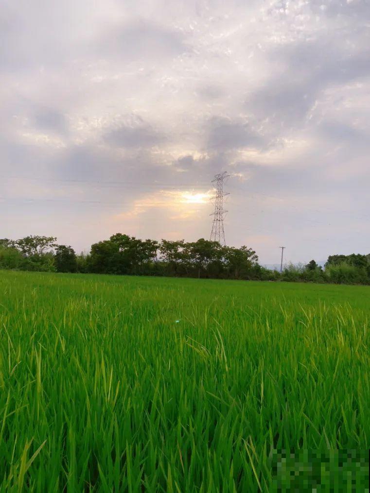 我想回农村,院子里养花、种菜,过清闲日子 我想回农村,院子里养花、种菜,过清闲日子