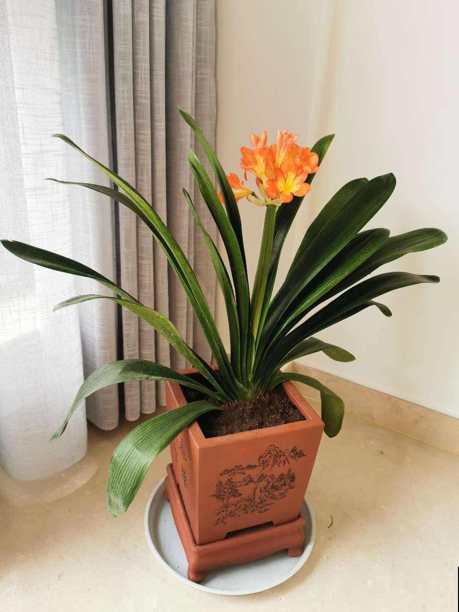 君子兰夹箭不开花，找根棉签擦一下，花箭立马钻出来！