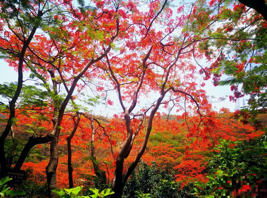 6种“红色”花,一开一大片,疯长起来拦不住! 6种“红色”花,一开一大片,疯长起来拦不住!