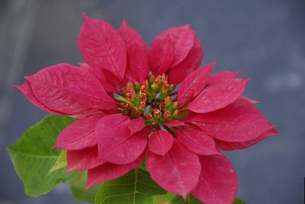 二十四节气,24种花,送给大家一起欣赏! 二十四节气,24种花,送给大家一起欣赏!