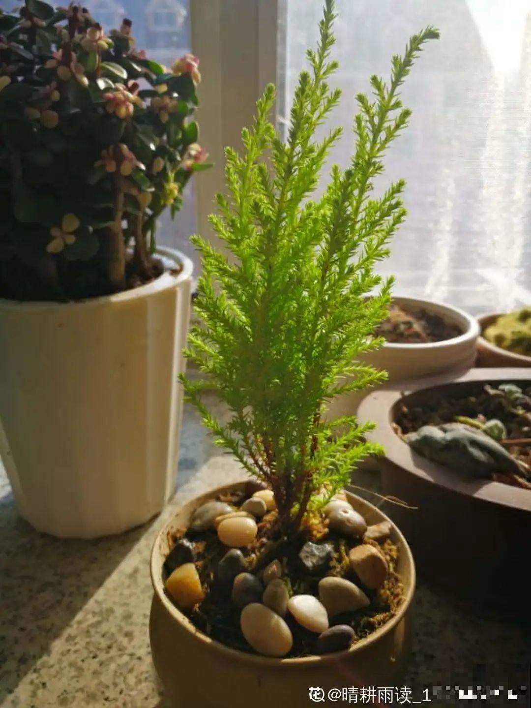 花友种在家门口多年的花,全被人折了,因为不吉利? 花友种在家门口多年的花,全被人折了,因为不吉利?