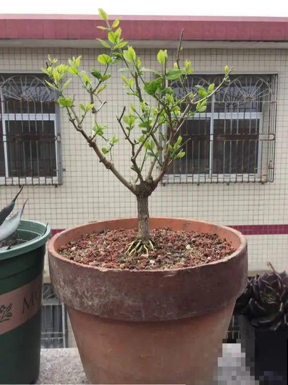 吊兰就用小盆养，根系拽一拽，立马变老桩！