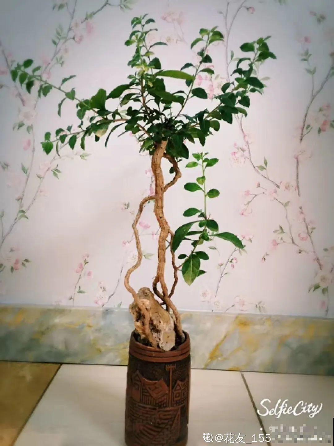 爷爷的破茶壶，全被我拿来养花，省下大笔花盆钱！
