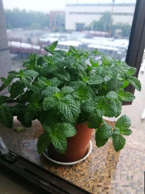 长势超快的9种花,5天爆盆,7天开花,超有成就感! 长势超快的9种花,5天爆盆,7天开花,超有成就感!