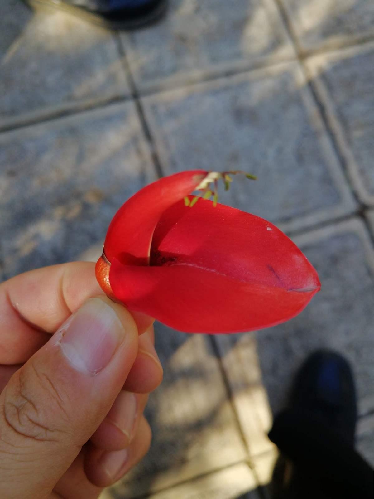 路边的刺桐大高个，开花奇特惹人沉醉，原来还有大作用！