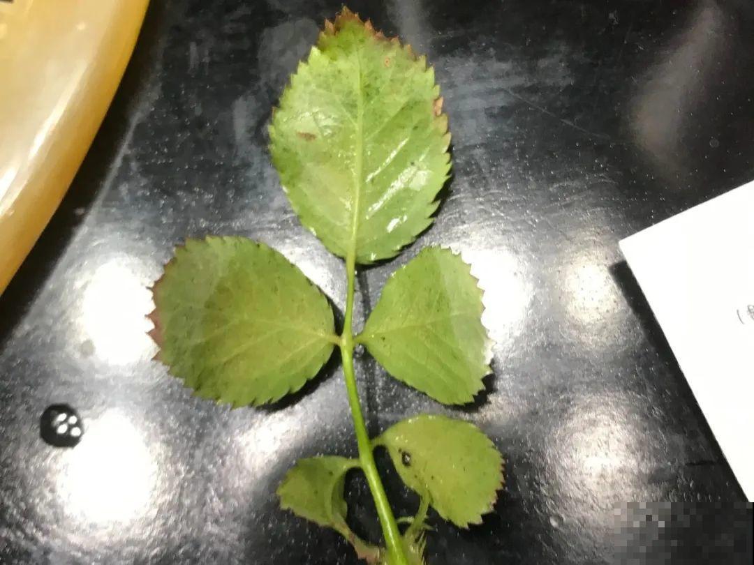 自制杀菌水、杀虫水，3天给花喷一次，虫病全扫光！