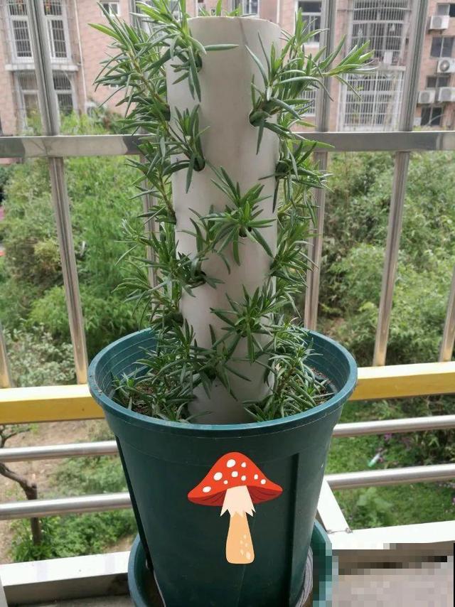 塑料瓶、油桶,养花做造型,真是绝了! 塑料瓶、油桶,养花做造型,真是绝了!