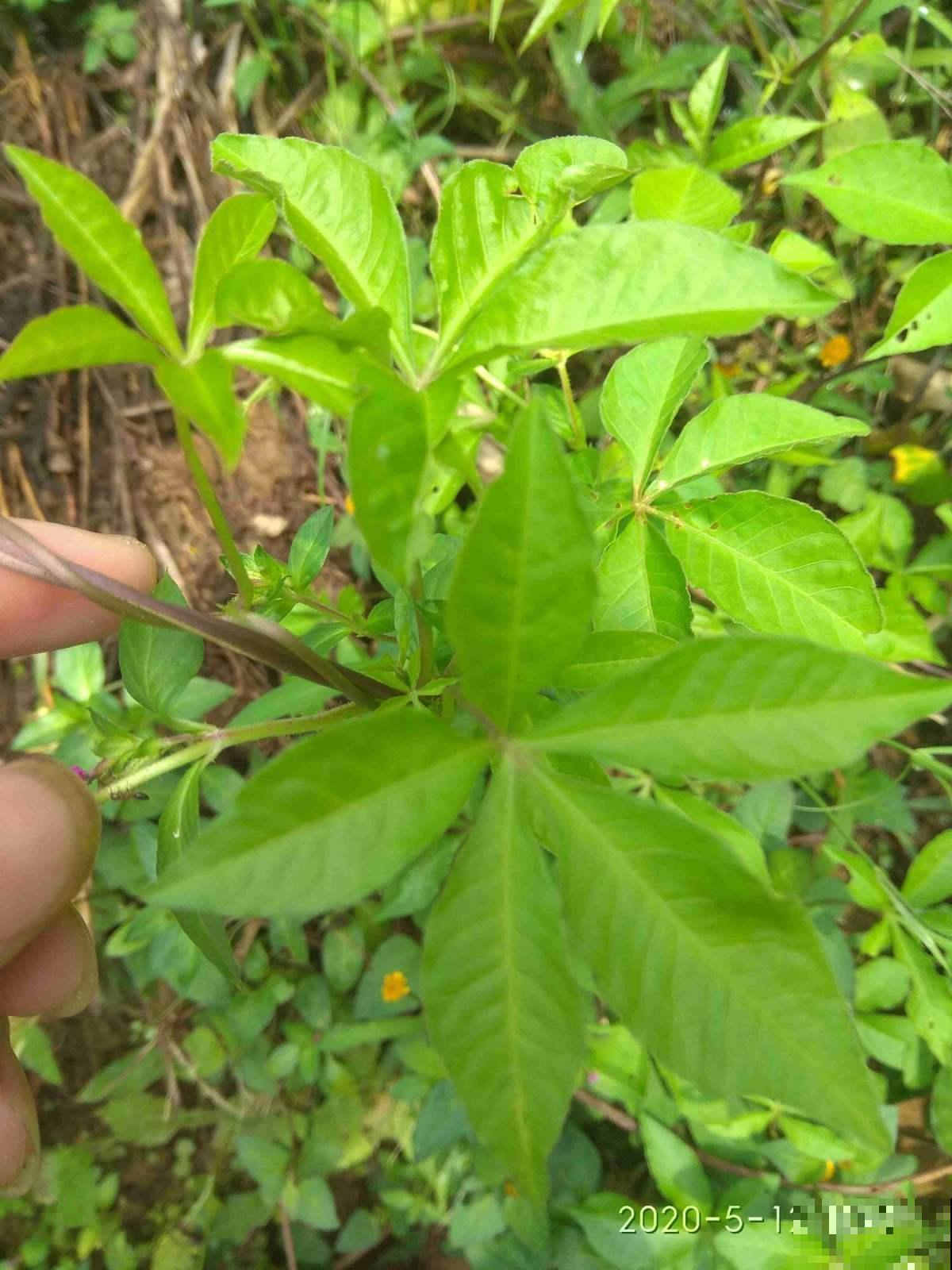 五爪金龙开花神似喇叭花，繁殖能力超强，一不小心就长满家！