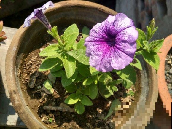 这花被称为“花坛皇后”，长势极快、花量超多，从春一直开到秋！