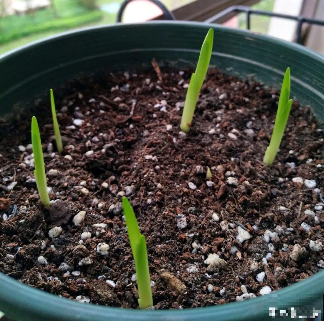 没开花之前像野草,开花之后美翻天,满屋子都是香味 没开花之前像野草,开花之后美翻天,满屋子都是香味