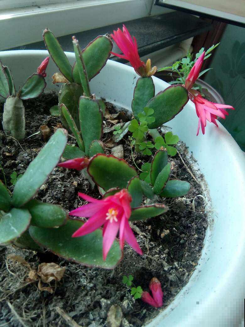 假昙花开花很独特，比真昙花还略胜一筹，养护还很简单！