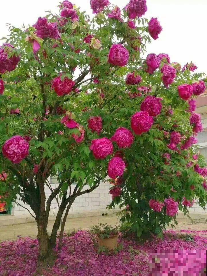 门口养棵大花树,风吹就开花,20年变成传家宝! 门口养棵大花树,风吹就开花,20年变成传家宝!