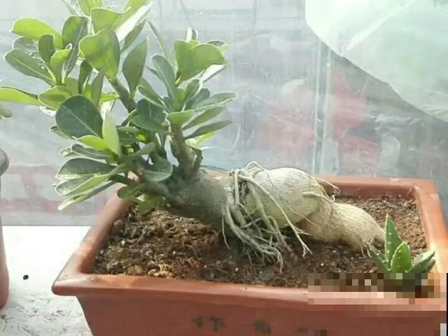 沙漠玫瑰特耐旱，大热天不浇水，也能呼呼开爆盆