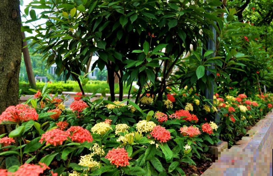 6种“红色”花,一开一大片,疯长起来拦不住! 6种“红色”花,一开一大片,疯长起来拦不住!