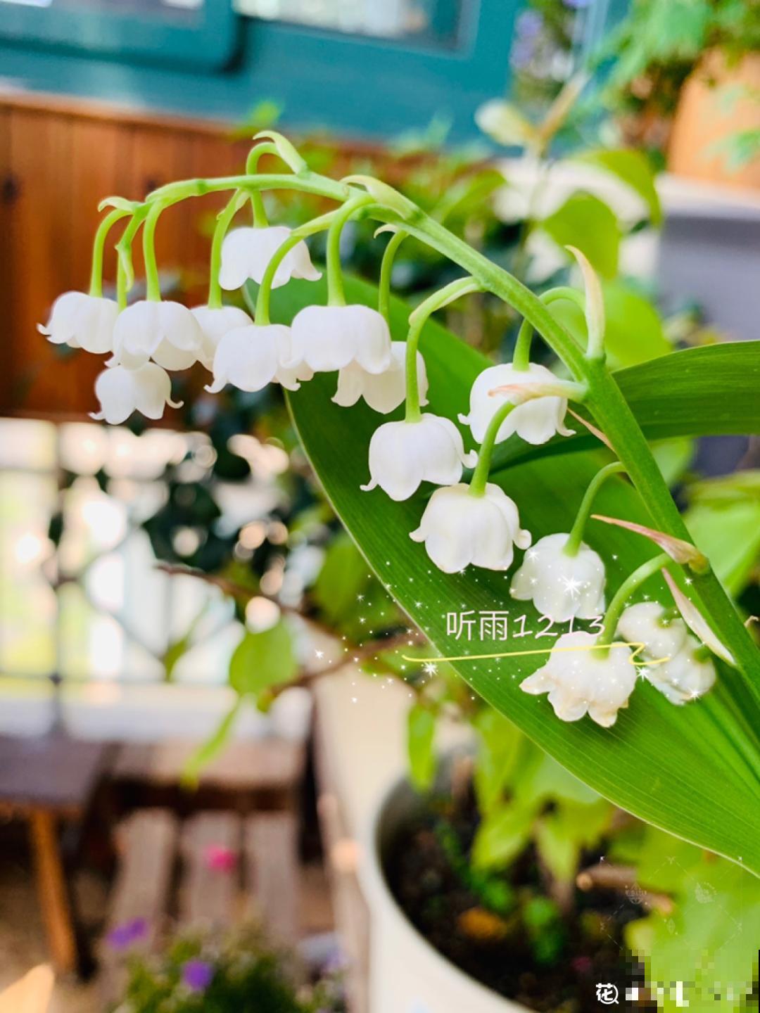 5种花真稀罕，叶子越晒越红彤彤，一盆能开20朵！