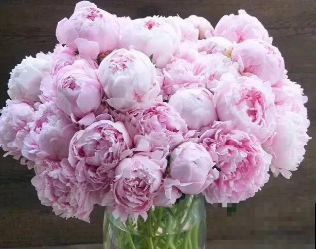 老外培育的芍药花，花苞比鸡蛋大，一朵能开一个月！