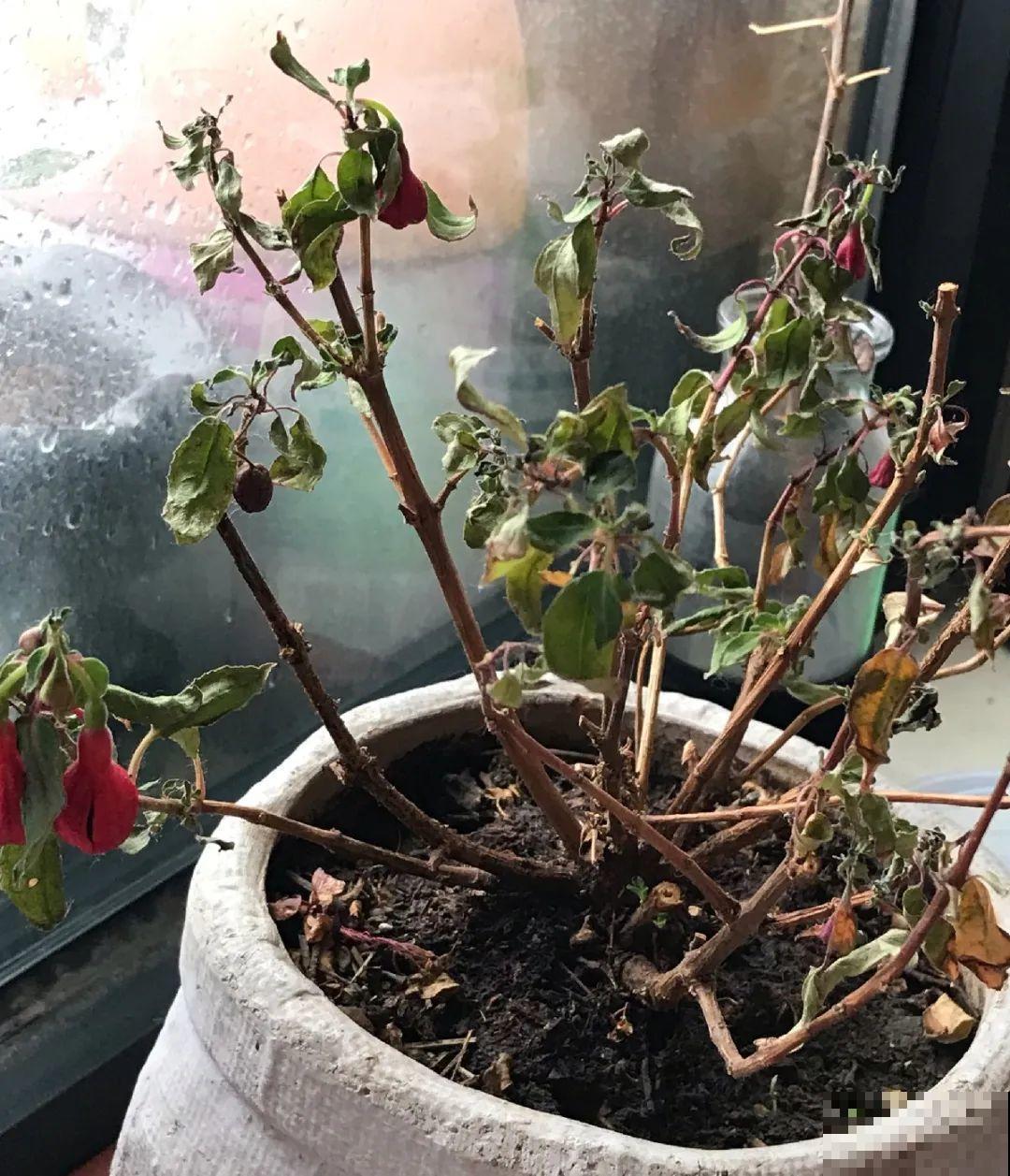 10种花一晒就死,夏天别放南阳台,小心晒成梅干菜! 10种花一晒就死,夏天别放南阳台,小心晒成梅干菜!