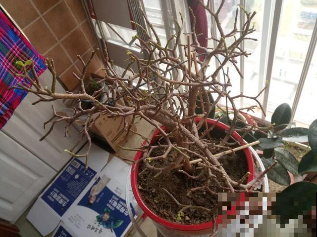 花出现黄叶打蔫，千万别扔，还能救回来！