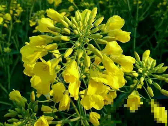 30首与花有关的老歌，满满的回忆，每一首都很经典！