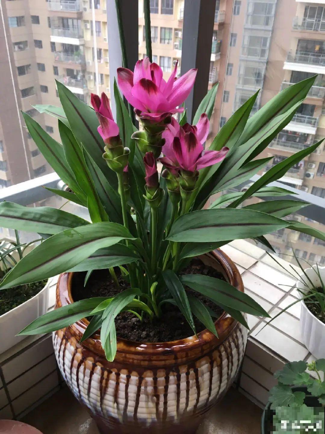 这些花，听名字就不想养，没想到开花后美呆了！