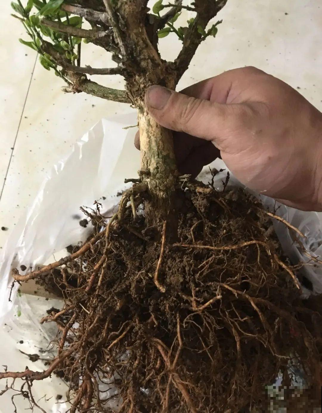 家里这些花适合用小盆，少浇水、控一控，2年就能变老桩！