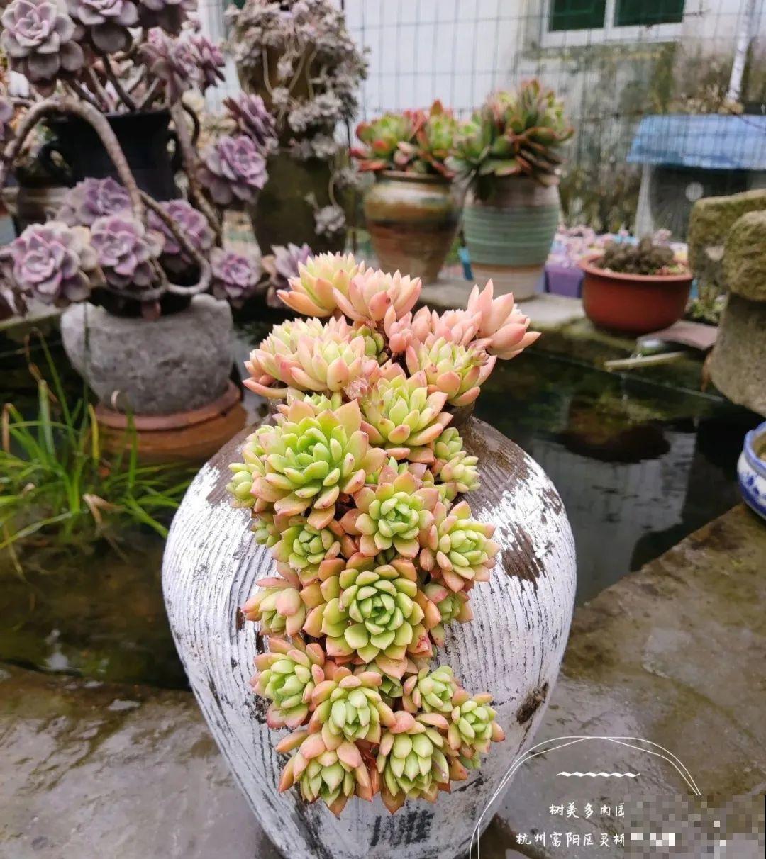 咸菜坛子先别丢,拿来养花,盆盆养成小树,太震撼 咸菜坛子先别丢,拿来养花,盆盆养成小树,太震撼