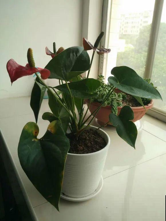 虎皮兰,红掌,吊兰养成老桩,变成大树,真壮观! 虎皮兰,红掌,吊兰养成老桩,变成大树,真壮观!