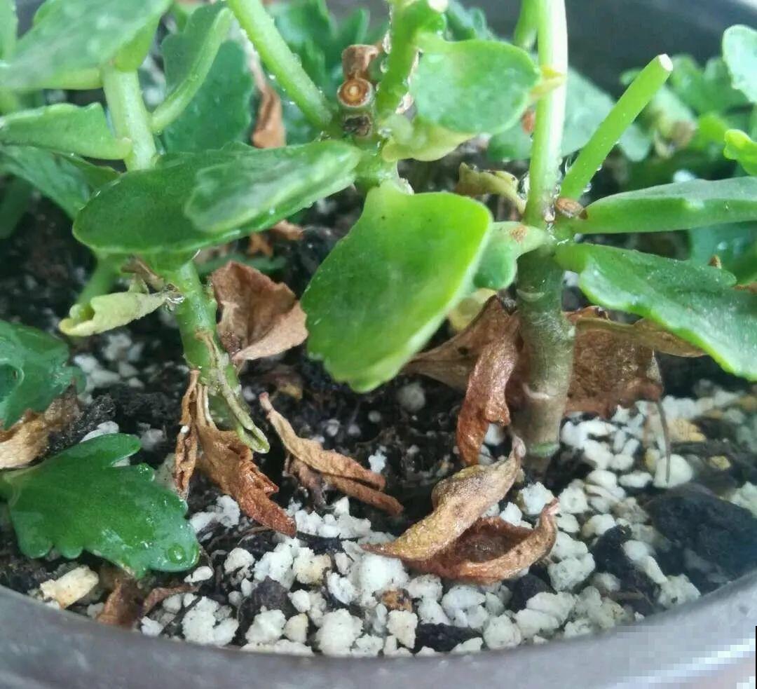 20种花,夏天要休眠,一浇水就死! 20种花,夏天要休眠,一浇水就死!