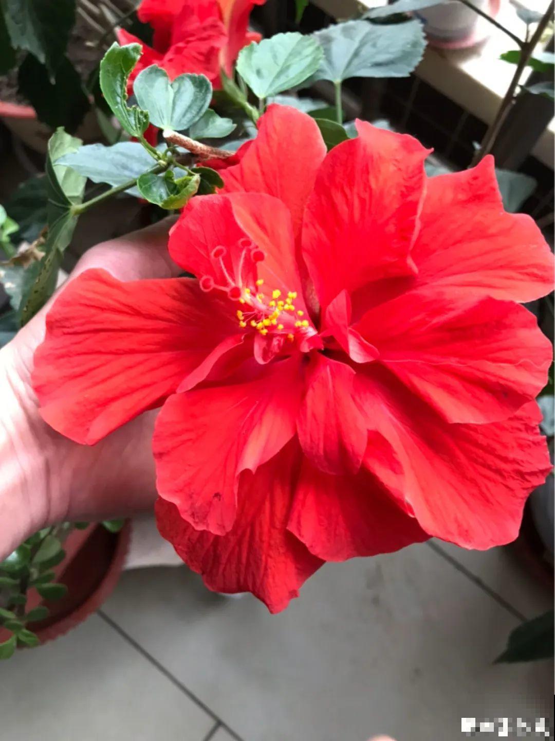 花友种在家门口多年的花,全被人折了,因为不吉利? 花友种在家门口多年的花,全被人折了,因为不吉利?