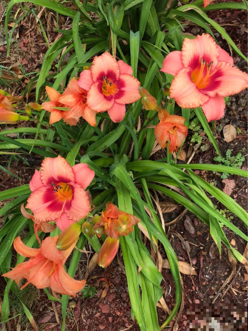 10种庭院花卉,种1次能活好多年,太超值了 10种庭院花卉,种1次能活好多年,太超值了