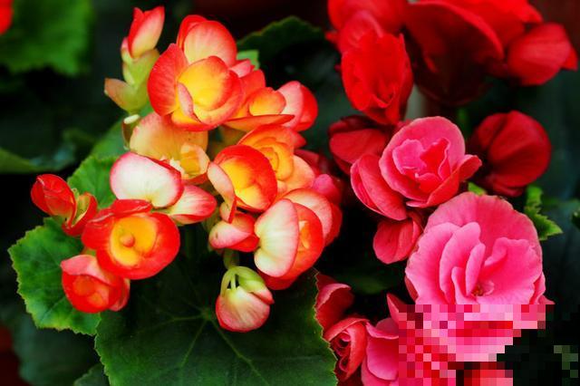 格海棠夏季容易热死,养护需要用心点,小心再也不开花! 格海棠夏季容易热死,养护需要用心点,小心再也不开花!