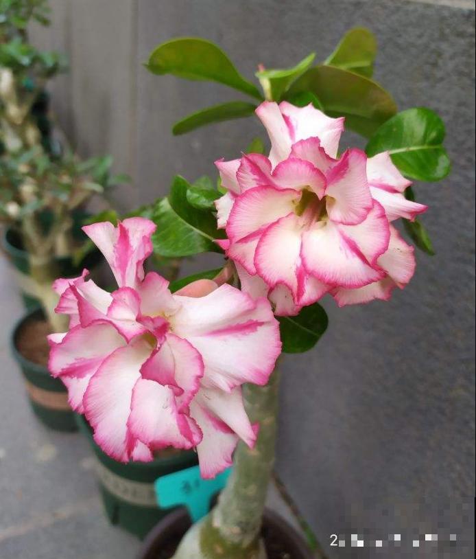 这花不要多浇水，浇得越多，死得越快！