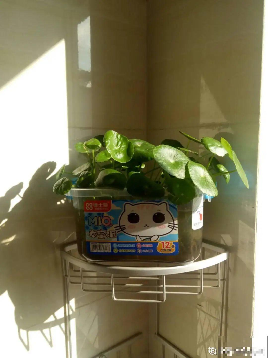 夏天养花,这个地方千万别摆,否则3天死翘翘! 夏天养花,这个地方千万别摆,否则3天死翘翘!