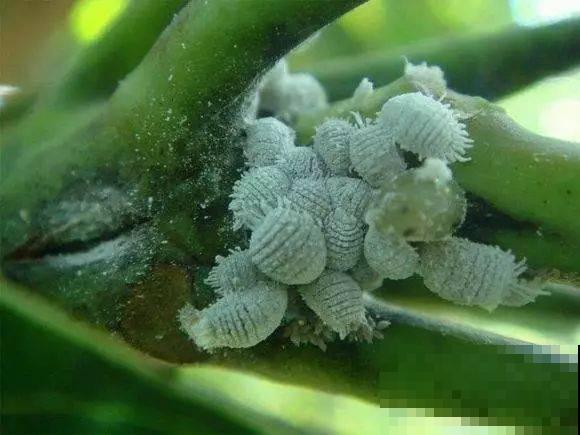 家里花爬满介壳虫，看着就起鸡皮疙瘩，再不救满阳台都传染！