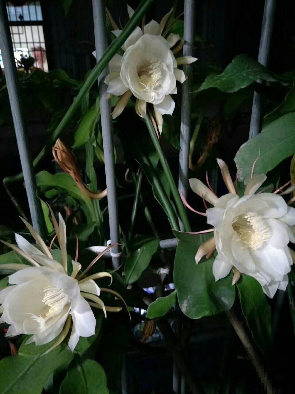 这几种花“爱睡觉”,一朵花只能开一天,早上开了晚上睡! 这几种花“爱睡觉”,一朵花只能开一天,早上开了晚上睡!