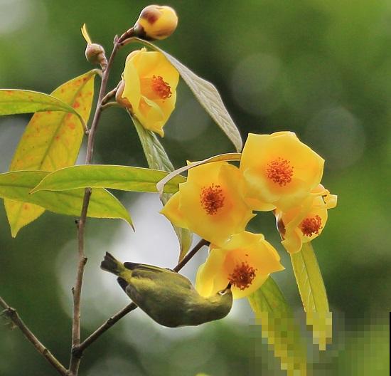 这花是茶族皇后，品种稀少又珍贵，国家一级保护植物！